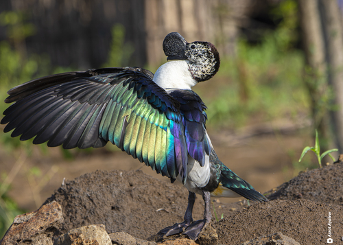 Knob-billed Duck