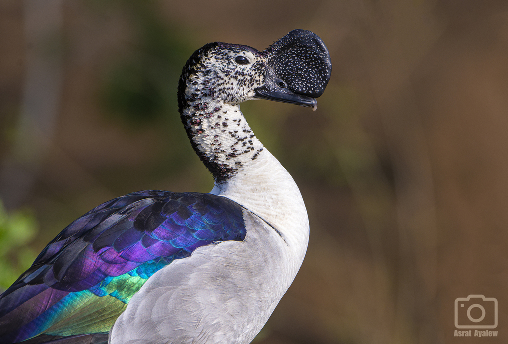 Knob-billed Duck photo