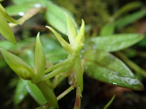 Epidendrum bianthogastrium image