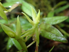 Image of Epidendrum bianthogastrium