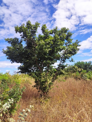 Sarcomphalus joazeiro