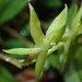 Epidendrum bianthogastrium - Photo (c) Rudy Gelis, all rights reserved, uploaded by Rudy Gelis