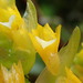 Brassia andina - Photo (c) Rudy Gelis, todos los derechos reservados, subido por Rudy Gelis