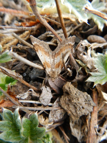 Psychophora phocata