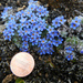 Eritrichium chamissonis - Photo (c) Ryan O'Donnell, todos los derechos reservados, subido por Ryan O'Donnell