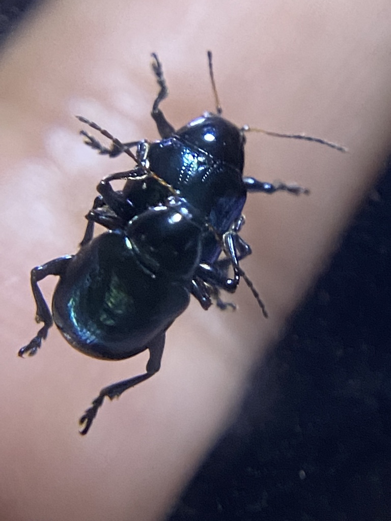 Typophorus nigritus from Stevens Hills Lane, Dallas, TX, US on July 12 ...