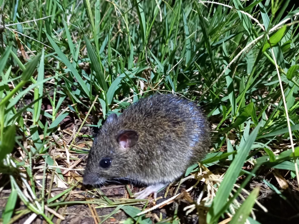Dusky rat