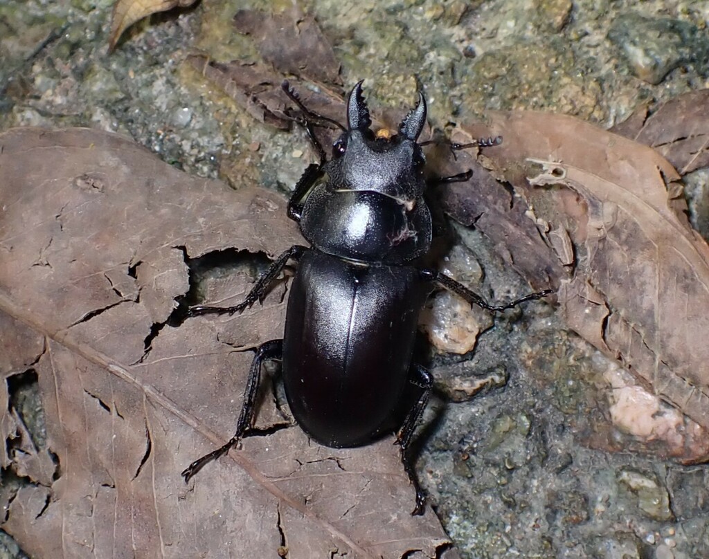 Prosopocoilus oweni melli from Lo Wai, Hong Kong on July 12, 2023 at 07 ...