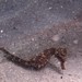 Observation photo