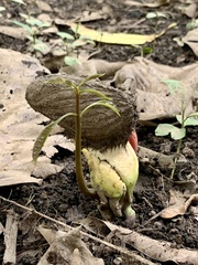 Mangifera indica image