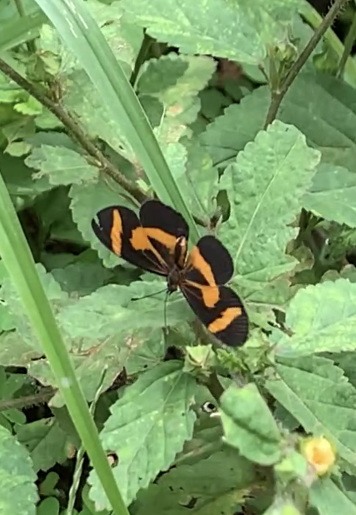 Elf Butterfly from Ostional Wildlife Refuge, Santa Cruz, Guanacaste, CR