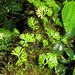 Elaphoglossum peltatum - Photo (c) Tigridiopalma, όλα τα δικαιώματα διατηρούνται