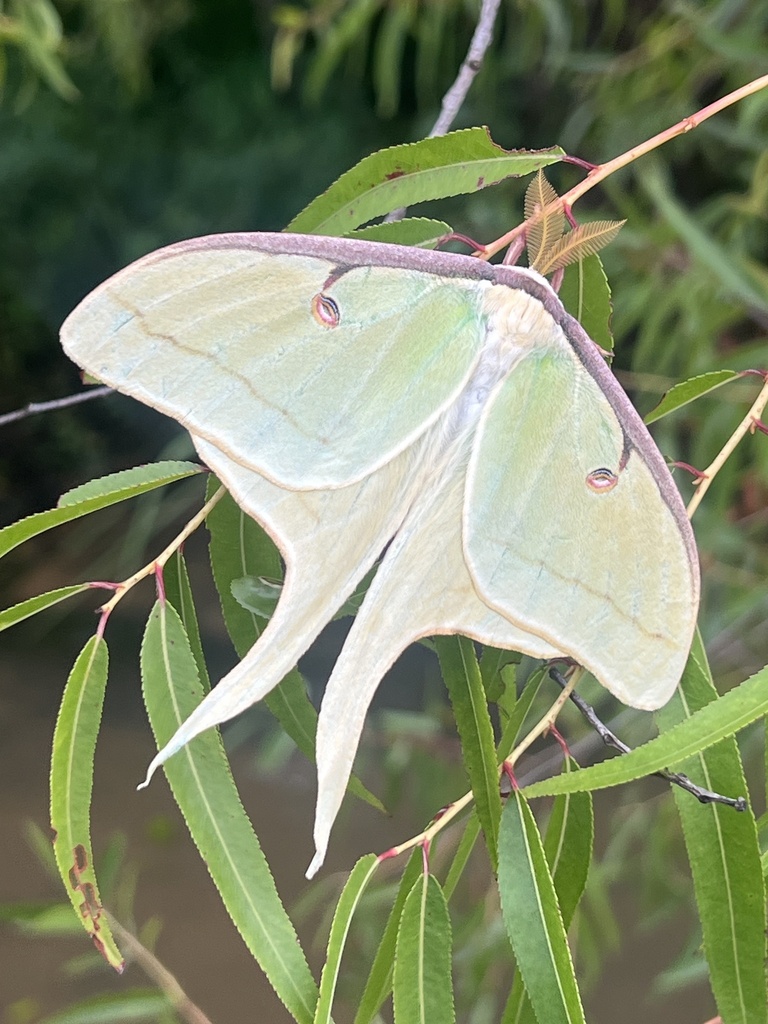 North American Luna Moth From Bay Minette, Al, Us On July 9, 2023 At 06 