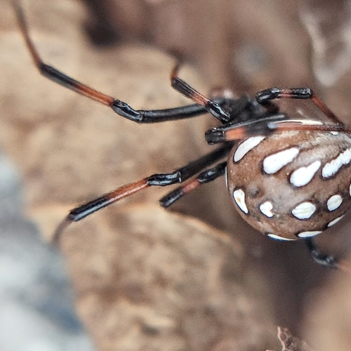 European Black Widow
