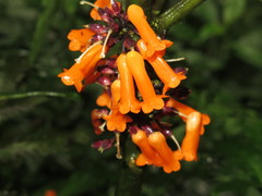 Image of Besleria notabilis