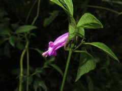 Image of Poikilacanthus macranthus