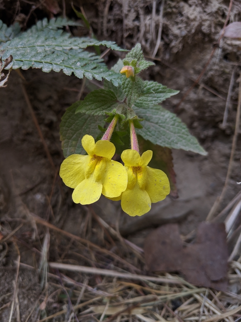 Lindenbergia grandiflora (Lindenbergia grandiflora)