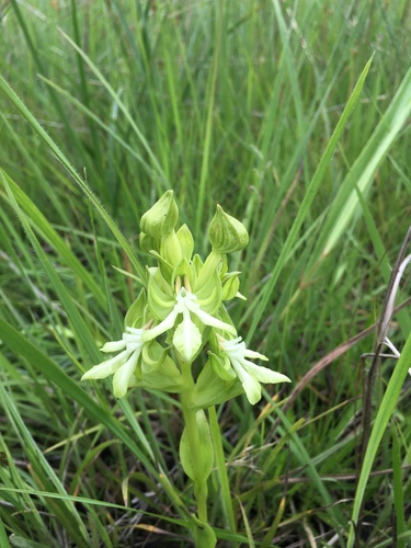 Habenaria mirabilis