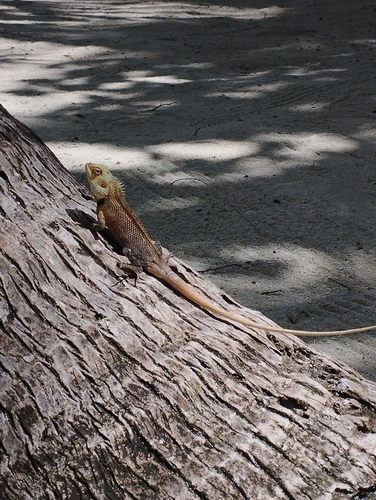 Indian Garden Lizard — seen at this dive site