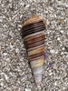 Incatella cingulata - Photo (c) rdelpiano, all rights reserved, uploaded by rdelpiano