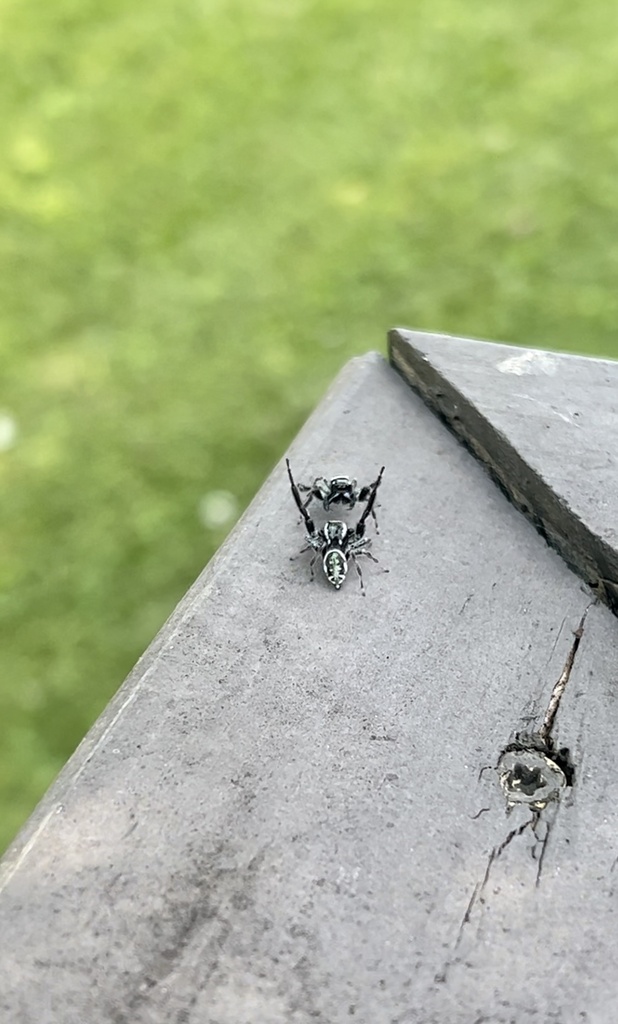 Golden Jumping Spider from Miller St, Zanesville, OH, US on July 13