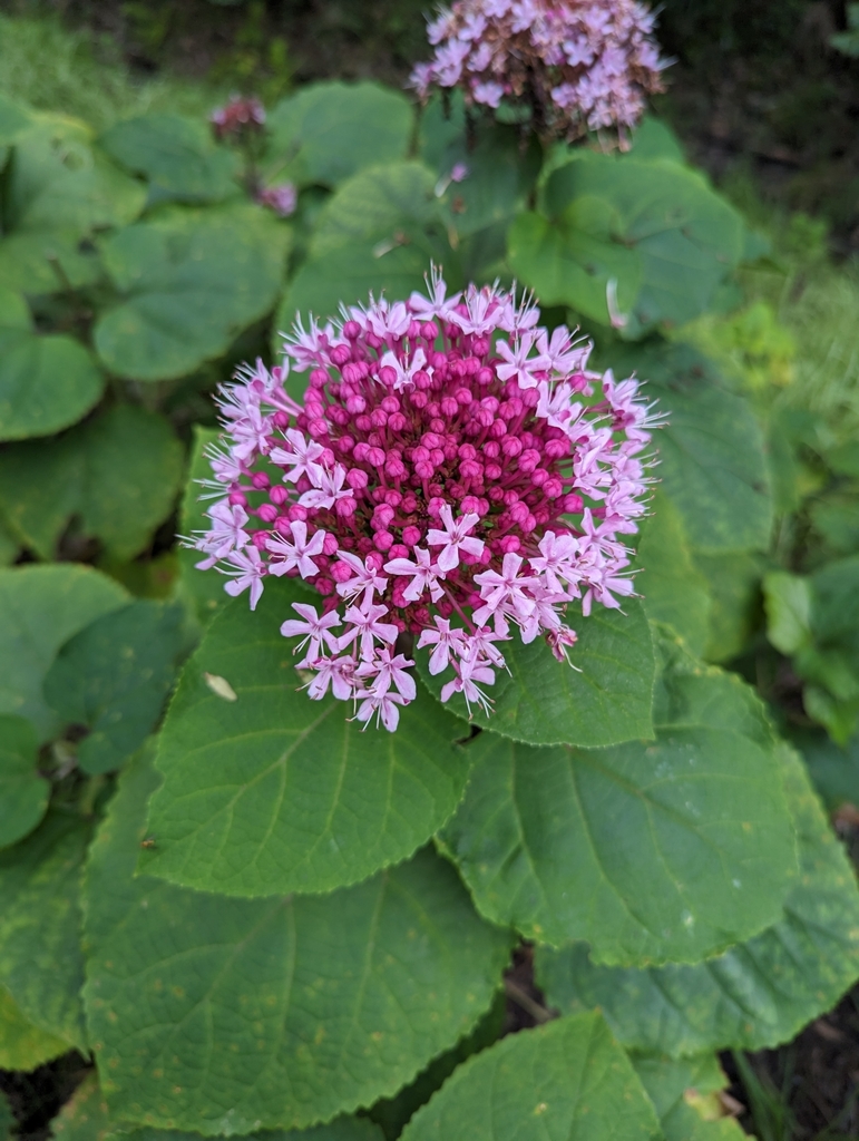 Clerodendrum bungei — an easy houseplant, prefers full sun light