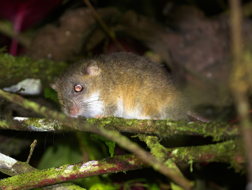 Gray-bellied Tree Mouse (Pogonomys sylvestris) — Least Concern Mammalia
