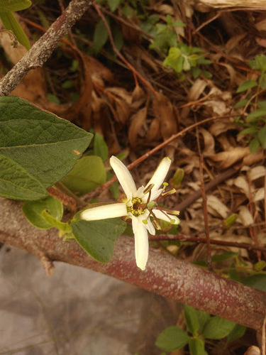 Passiflora bogotensis image