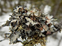 Platismatia tuckermanii image