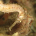 Observation photo