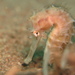 Observation photo
