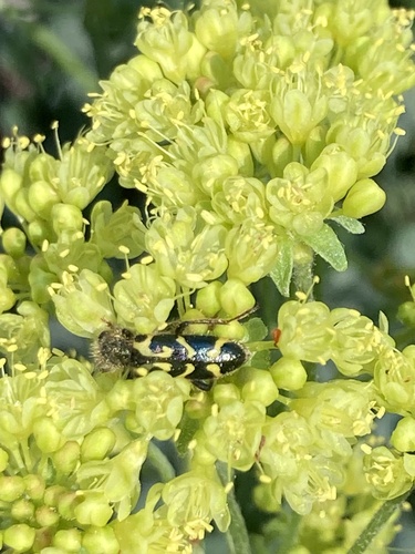 iNaturalist observation photo of Ornate Checkered Beetle