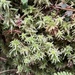 Flatbergium sericeum - Photo (c) 陳鴻文, todos os direitos reservados, uploaded by 陳鴻文