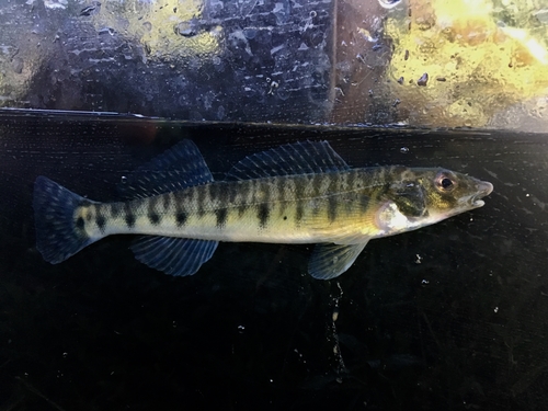 Common Logperch (Percina caprodes) · iNaturalist