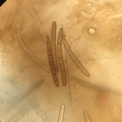 Geoglossum fallax image