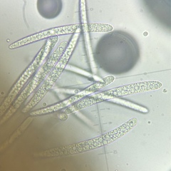 Geoglossum fallax image