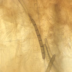 Geoglossum fallax image
