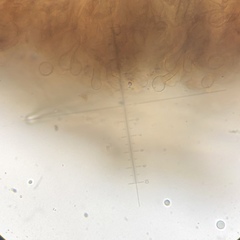 Geoglossum fallax image