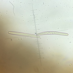 Geoglossum fallax image