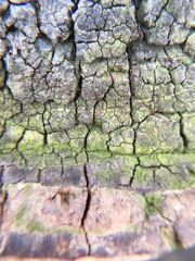 Phellinus robiniae image