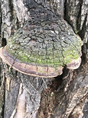 Phellinus robiniae image
