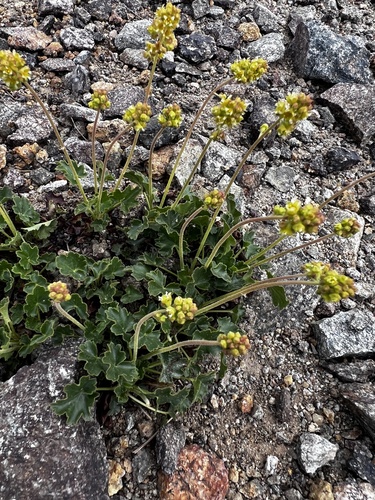 Heuchera parvifolia