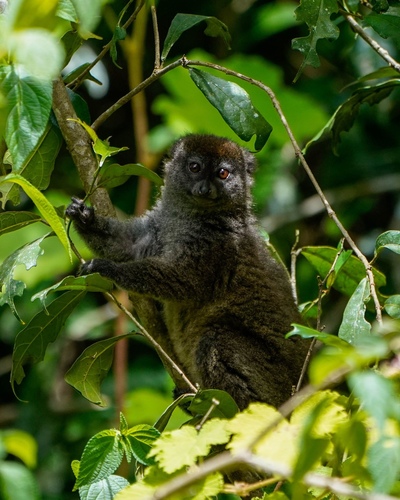 Eastern Lesser Bamboo Lemur