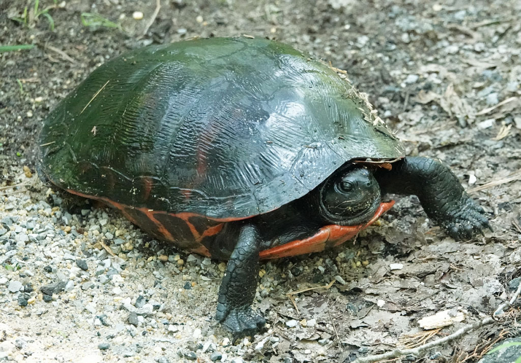 Northern Red-bellied Cooter from New Bridge Road at Savages Run, Dennis ...