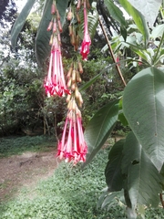 Fuchsia boliviana image