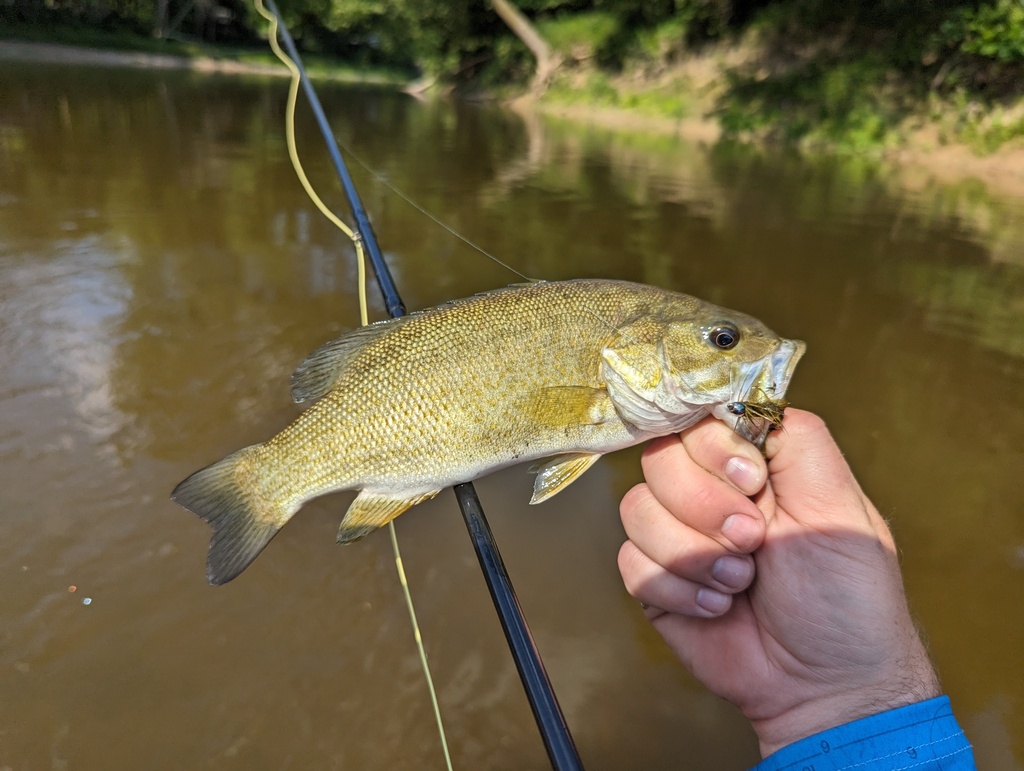 Smallmouth Bass from Midland Charter Township, MI, USA on July 9, 2023