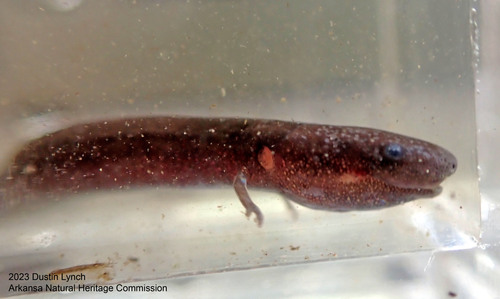 Three-toed Amphiuma
