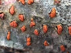 Amphilogia gyrosa image