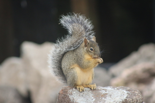 Peters's Squirrel