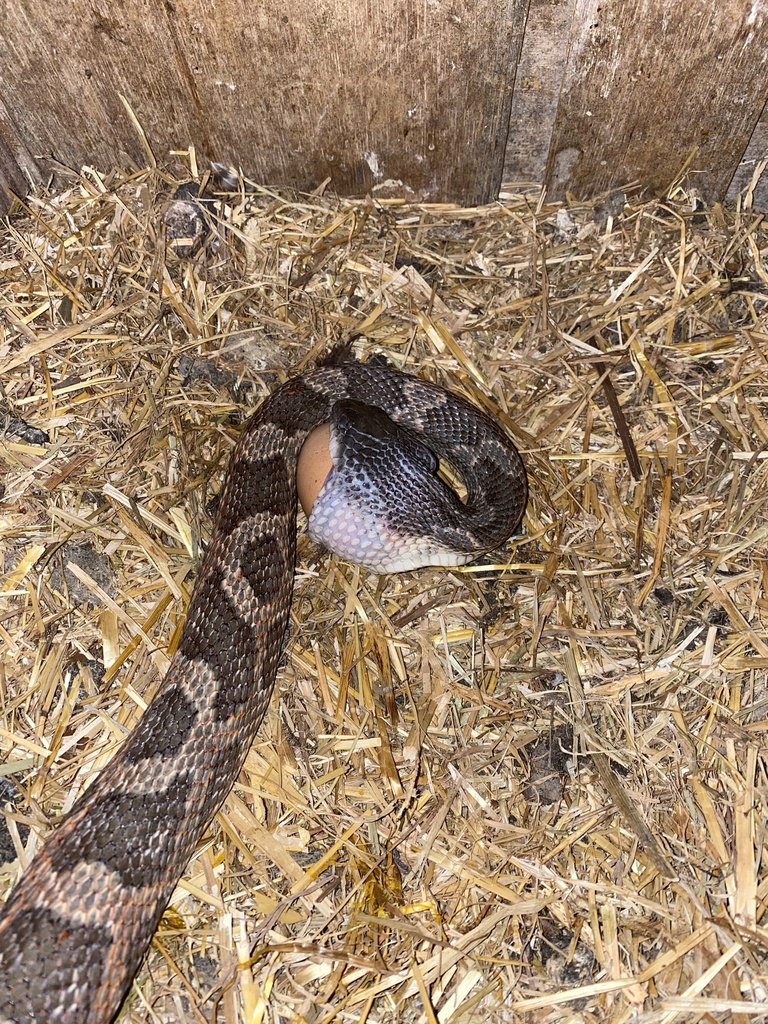 Western Ratsnake from McKissick Meadows Rd, Princeton, TX, US on July ...